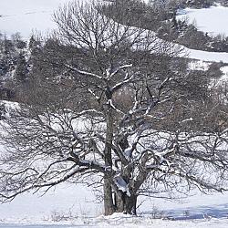 SDC15361.jpg