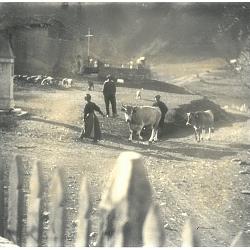 Place de l'église - la rentrée des vaches