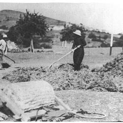 Les Forests - le foulage